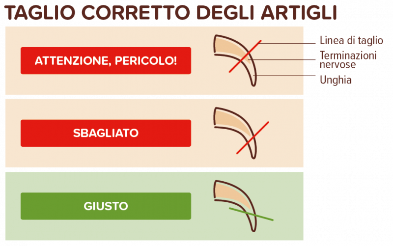 Taglio corretto degli artigli